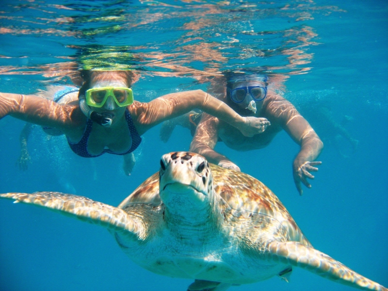 3위 와이키키 거북이 스노클링 (Waikiki Turtle Snorkeling)